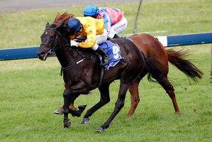 Silent Achiever (front) will be all the rage in the Matriarch Stakes at Flemington today. Photo / Dean Purcell