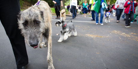 Petsnearby is both a social network and database of services, including vets and pet stores. Photo / Richard Robinson.