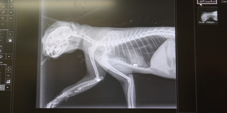 An x-ray of a 3-year old silver tabby found in Te Atatu, Auckland with an arrow protruding from its head. Photo / Supplied