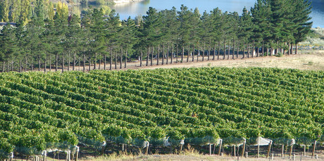 Vineyard in Bannockburn, Central Otago. Photo / Supplied