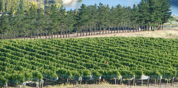 Vineyard in Bannockburn, Central Otago. Photo / Supplied