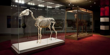 Phar Lap's skeleton and hide on display during the 2010 Melbourne Cup. The skeleton was on loan from Te Papa in Wellington.