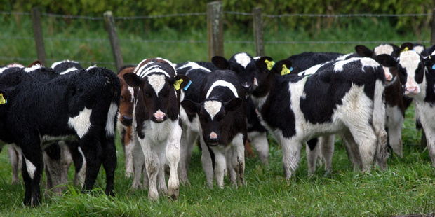 The ex-boss of a meat company was accused of instigating the practice of switching ear tags from dead calves to live ones. Photo / Sandy Parkinson
