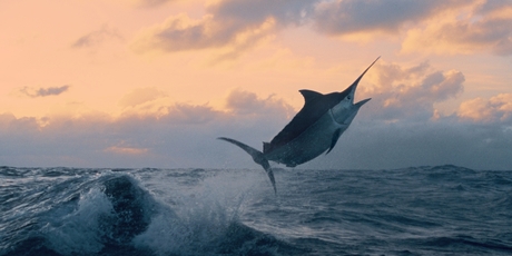 Mr Perry caught a 544kg black marlin on a whirlwind fishing trip off the North Queensland Coast on Friday. Photo / File