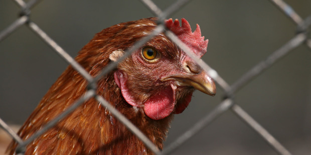 Battery hens anyone? - Are workers consulted about office layout? Photo / Thinkstock