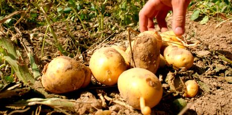 Potatoes are extremely susceptible to blight. Photo / Thinkstock