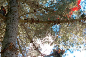 Queenstown arborist Abe Laguna (left) climbs a pine tree to reach stranded parapenter Ben Letham (bottom right) in a pine tree in Kiwi Bird Park yesterday. Photo / Otago Daily Times