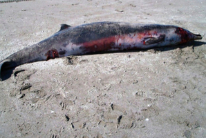 A spade-toothed beaked whale washed up on Opape Beach in the Bay of Plenty. Photo / Supplied