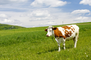 Photo / Thinkstock