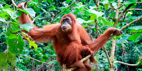 Ulu Ai offers the possibility of spotting orangutans in the wild. Photo / Thinkstock