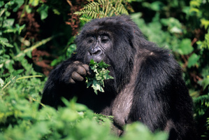 File photo / Thinkstock