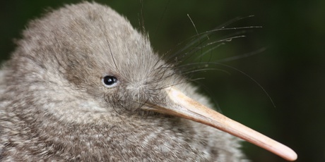 Spot a little spotted kiwi at Zealandia, a conservation park on the outskirts of Wellington. Photo / Tom Lynch