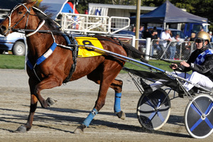 Murcielargo appeals as an each-way prospect in the minor trot early on the card at Addington today.Picture / Otago Daily Times