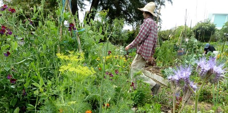 The Kelmama Organic City Farm in Herne Bay features plenty of companion flowers to help its veges thrive. Photo / Meg Liptrot