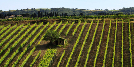 Splendid isolation: The Tuscan countryside between Montalcino and Campiglia D'Orcia. Photo / Getty Images