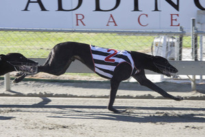 Peking Tom will be a top chance for the NZ Cup after winning his semifinal last week. Photo / Supplied