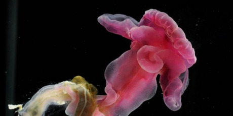 The rosy acron worm Yoda purpurata, named after the Star Wars character, discovered in the North Atlantic this year. Photo / WoRMS