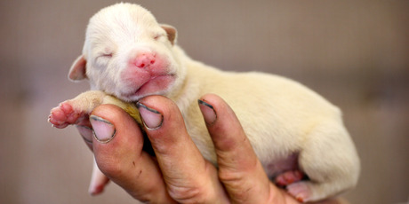 Some 3-day-old puppies were the only survivors when Tony Allen Campbell and Russell Douglas Mendoza shot 33 dogs in a Warkworth quarry. The judge sentenced the two men to six months' home or community detention. Photo / Natalie Slade