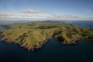 There is a possibility Motutapu will be leased to be farmed as part of Auckland's Tamaki Collective settlement. Photo / Dean Purcell