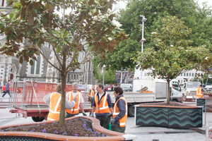 City Care workers plant trees in Cathedral Square. Photo / Geoff Sloan