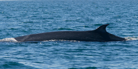 A Brydes Whale feeds in the Hauraki Gulf. Photo / File / Glenn Jeffrey