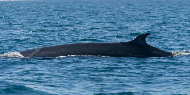 A Brydes Whale feeds in the Hauraki Gulf. Photo / File / Glenn Jeffrey