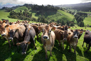 Cows are increasingly fed supplementary feed from a variety of suspect sources. Photo / Steven McNicholl