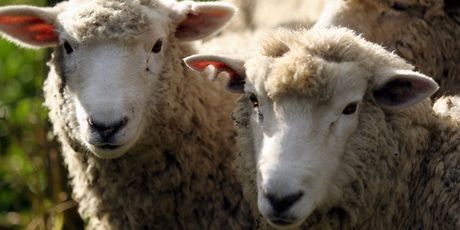 Several regions in the country are reporting insufficient stocks of sheep and beef properties to meet buyer demand. Photo / Paul Taylor