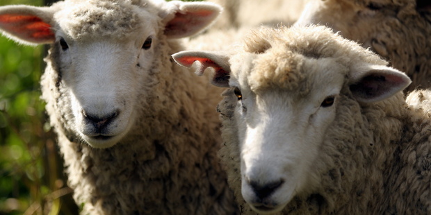 Several regions in the country are reporting insufficient stocks of sheep and beef properties to meet buyer demand. Photo / Paul Taylor