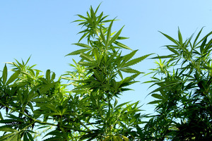 Police seized more than 13kg of cannabis at the end of a five month investigation dubbed Operation Foxy. Photo / File / John Stone