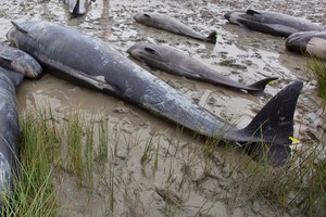 Pilot whales. File photo / NZPA