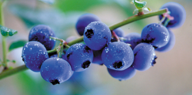 Mamaku blueberries, Rotorua. Photo / Thermalair