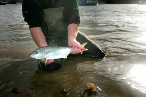 Pollution could include waste produced by a large number of fish in a confined area and uneaten food. Photo / Northern Advocate