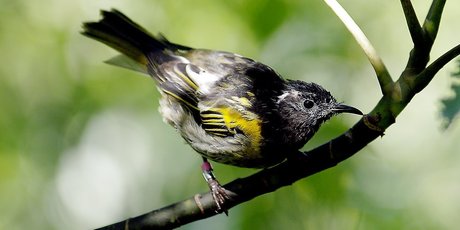 The endangered hihi (stitchbird) on Tiritiri Matangi Island. Photo / Bay of Plenty Times