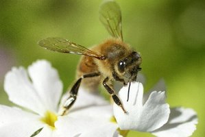 Bees, similar to this one pictured, have been going into Maori manuka without permission.