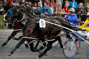 Five Card Draw trialled brilliantly in preparation for the Sires Stakes at Addington today.Picture / Christine Cornege