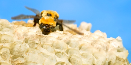 One teaspoon of honey = a lifetime's worth of nectar-gathering for 12 bees. Photo / Thinkstock