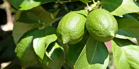 Careful watering is vital for limes. Photo / Thinkstock