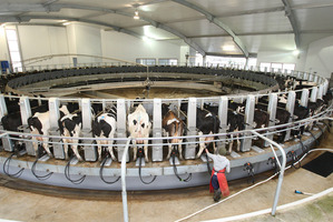 Morningstar researchers have suggested investors steer clear of new Fonterra units at least until they start trading. Photo / Mark Mitchell