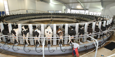 Fonterra won't say if it's talking with the Chinese government about one of its investment arms buying a stake in its new Shareholders Fund. Photo / Mark Mitchell