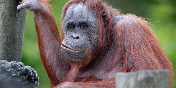 An orangutan at Auckland Zoo. Photo / Doug Sherring