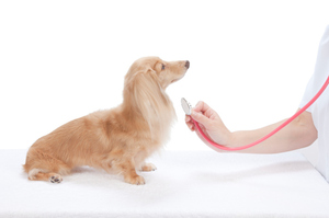 The Wellington vet nurse was left shaken but uninjured after the incident. Photo / ThinkStock