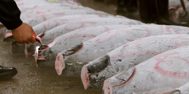 Whole tunas lie frozen rock-solid on the concrete at Tsukiji fish market. Photo / Thinkstock
