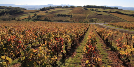 Pinot noir and chardonnay make up the vast majority of Burgundy's wine. Photo / Thinkstock