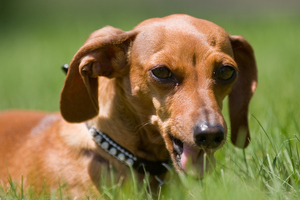 The random controlled trial looked at 34 pet dogs that had all suffered spinal cord injuries as a result of accidents and back problems. Photo / Thinkstock
