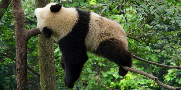 Crouching tiger, sleeping panda. Photo / Thinkstock