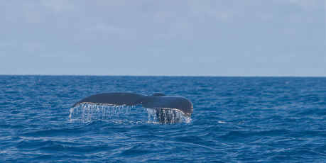 A humpback whale breaches the surface of the water in Tonga. Photo / Thinkstock