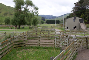 The Grays farm in Porirua where animals were kept for the Hobbit films. Photo / Mark Mitchell