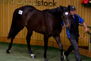 This O'Reilly - Espurante colt offered by Diamond Lodge, Cambridge, was sold to Hong Kong for $220,000. Photo / Sarah Ivey