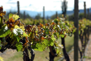 Frost damage on Central Otago vines may cut production by 30 per cent. Photo / Max Marriott